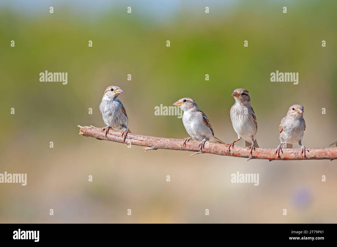 Young house sparrows (Passer domesticus) on a branch Stock Photo - Alamy