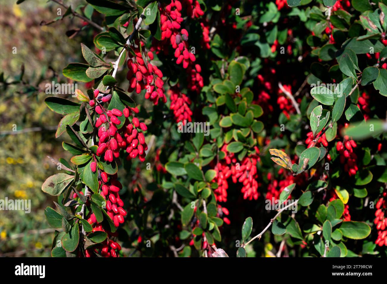 Deciduous shrub, leaves colour well in autumn with bright red berries. Small yellow flowers in late spring. Stock Photo