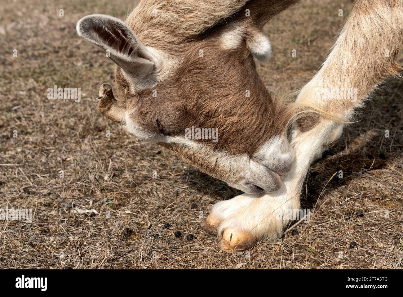 Goat scratching its paw Stock Photo