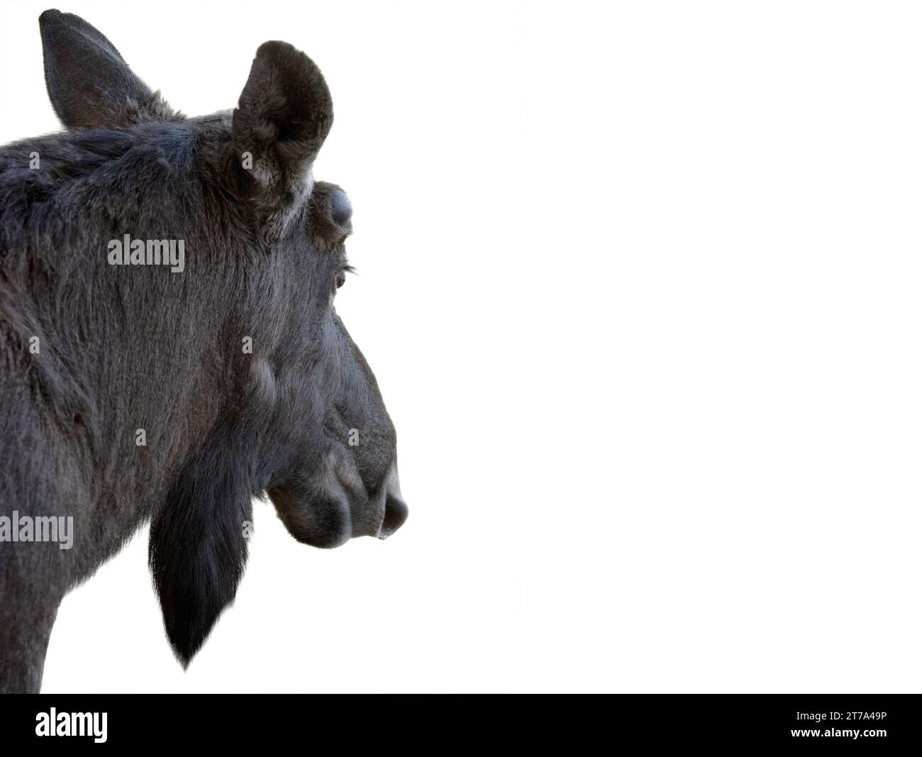moose portrait isolated on white background Stock Photo