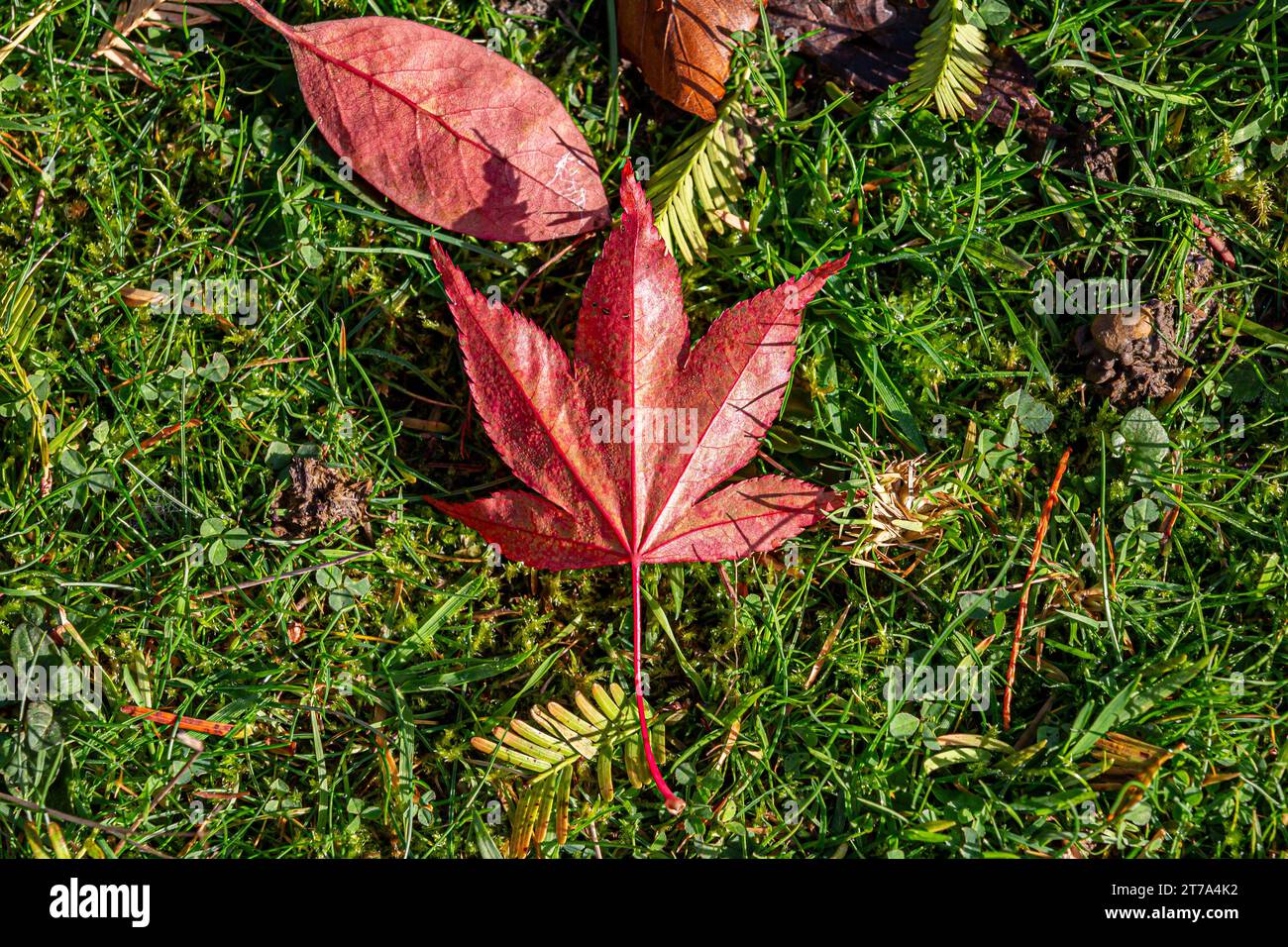 Colourful leaves fallen from the tree onto grass, in November Stock Photo