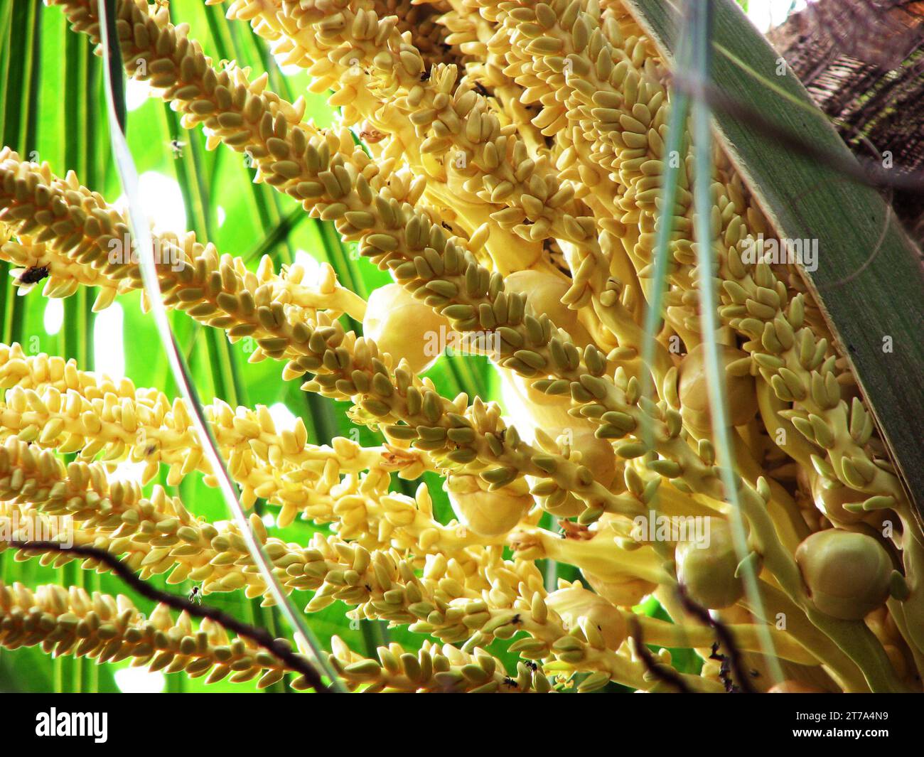 Closeup of coconut flower buds Stock Photo - Alamy