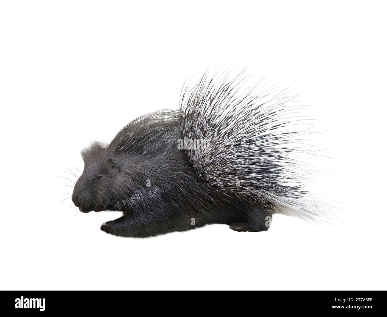 https://c8.alamy.com/comp/2T7A5FF/porcupine-isolated-on-white-background-2T7A5FF.jpg
