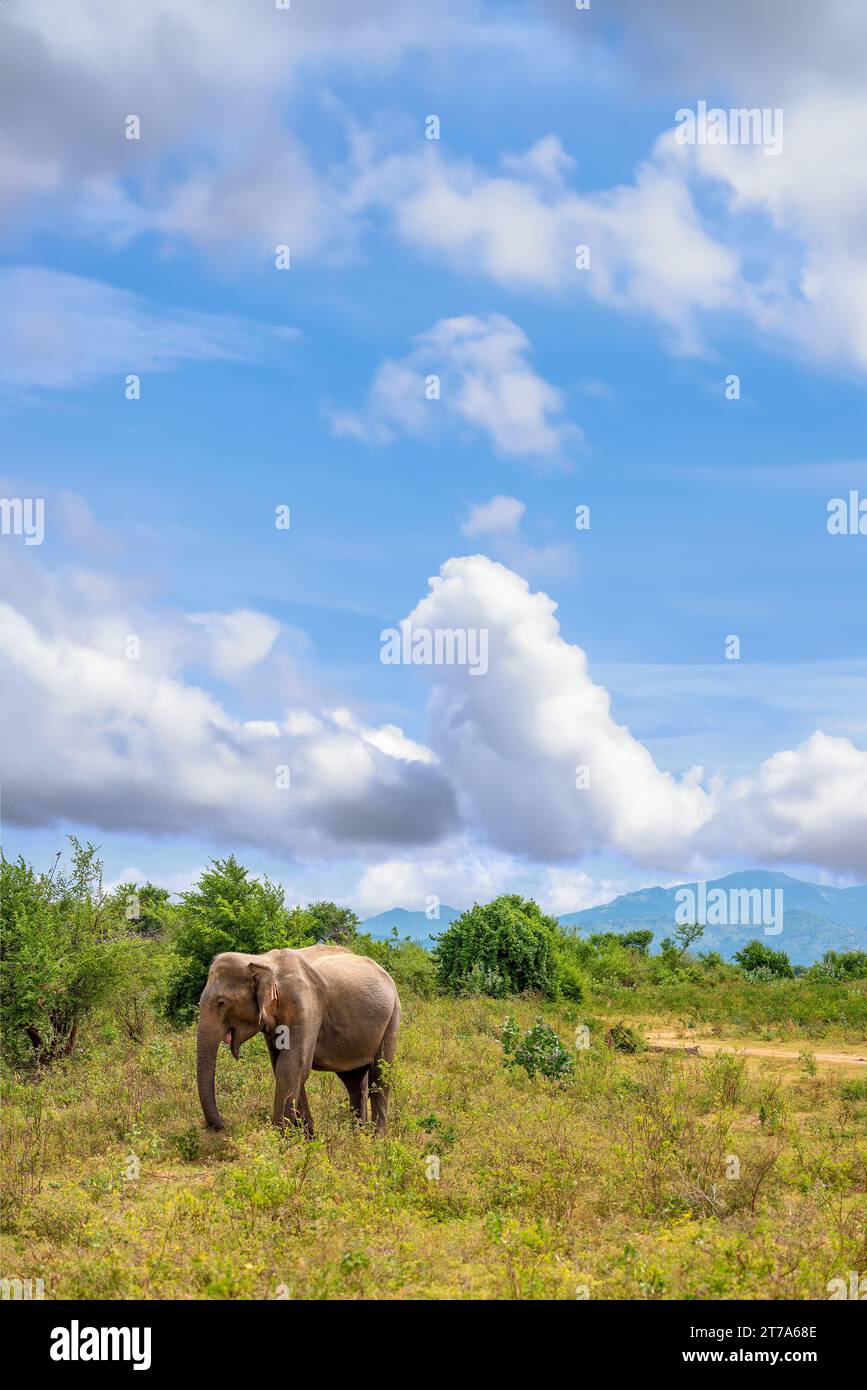 A Elephant walking in the jungle of Sri Lanka Stock Photo