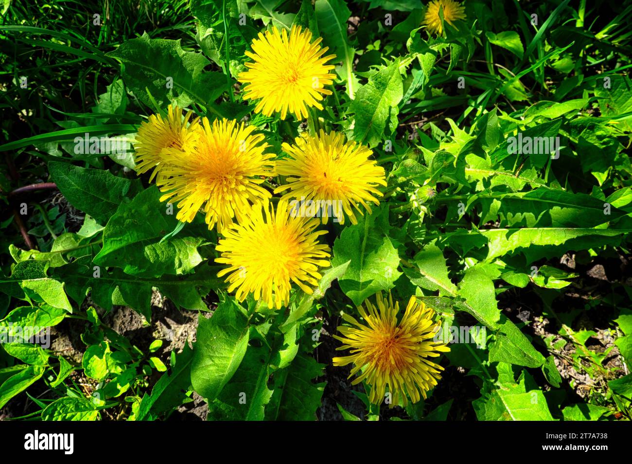 The splendor of spring is on display as a group of dandelions rises above a lush green meadow, their vibrant yellow petals shining with the season's j Stock Photo