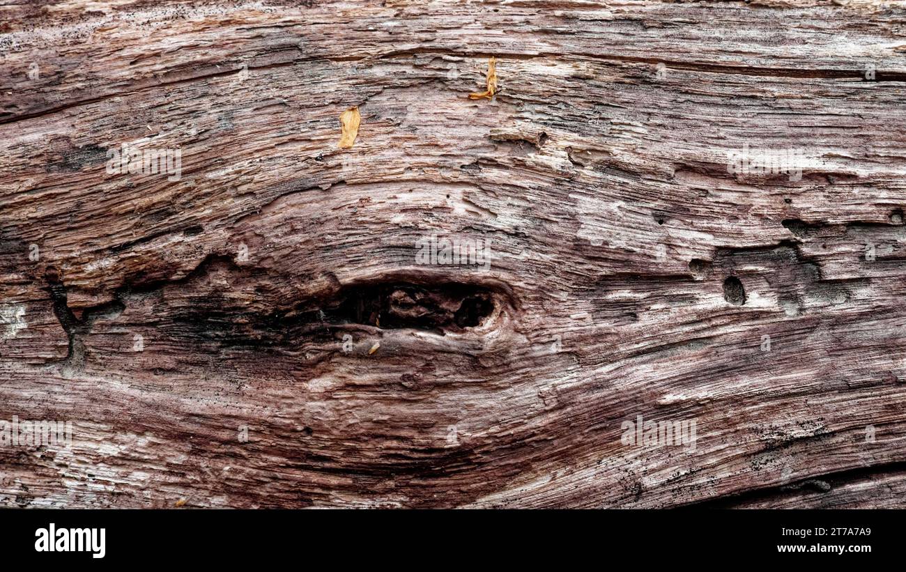The image shows a detailed view of a dark-colored tree bark. Old rotten wood as a backdrop. Wood texture. Stock Photo