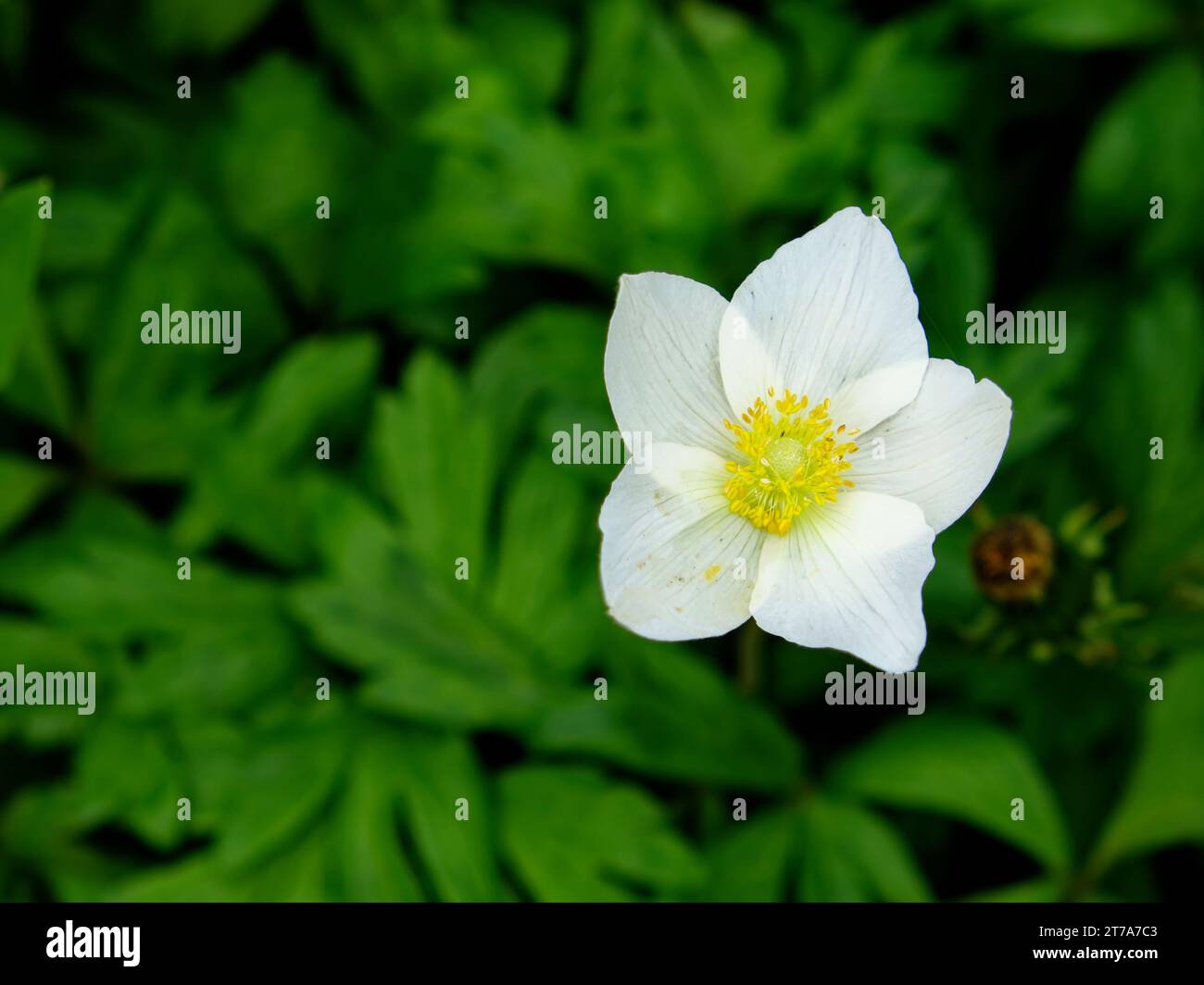 A white flower with a yellow center is in focus in the foreground of a green leafy background. Beautiful white anemone flower shot with blur backgroun Stock Photo