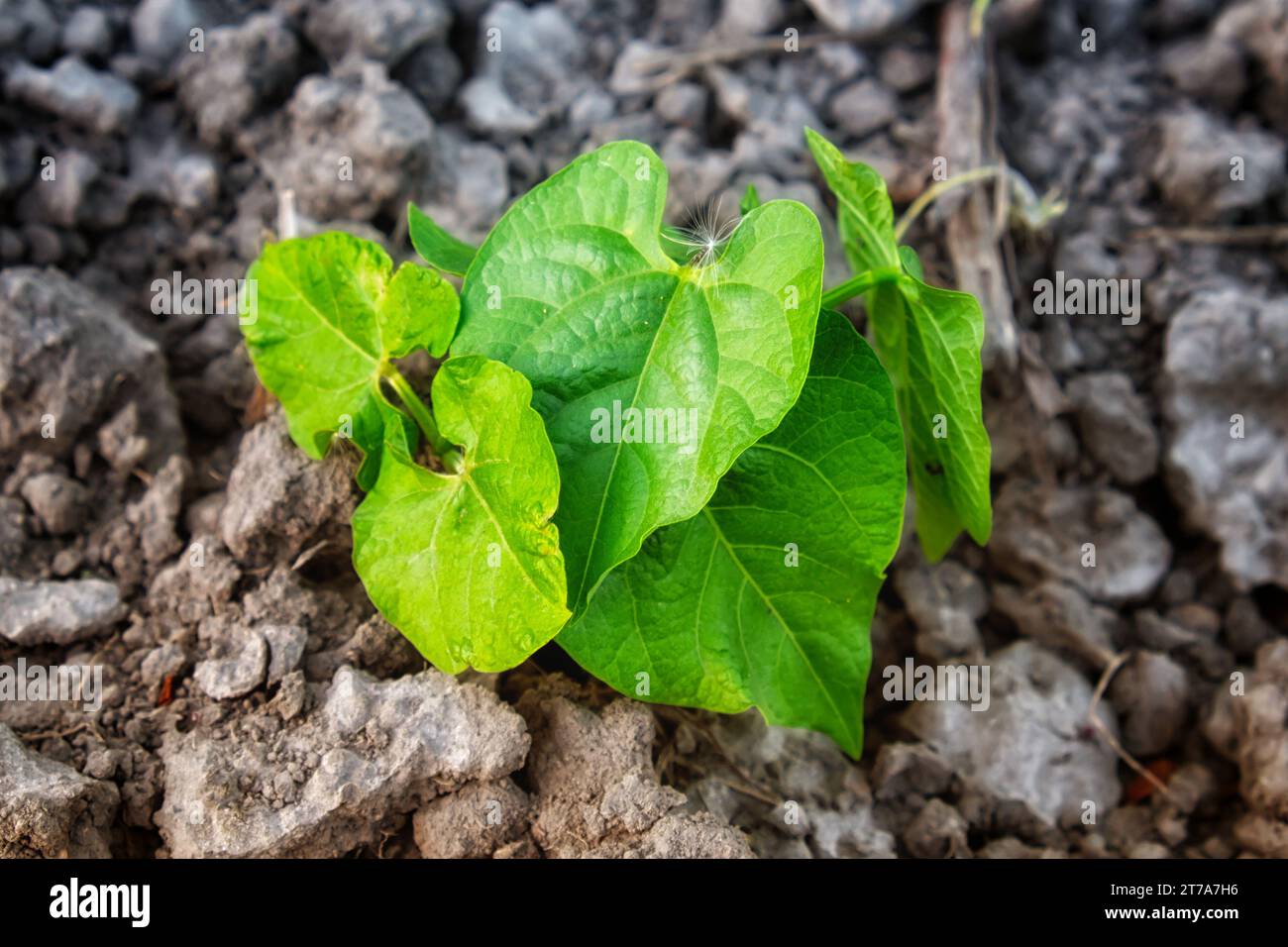 A green plant growing in rocky soil. A beanstalk sprouts in the garden. Horticulture. Stock Photo