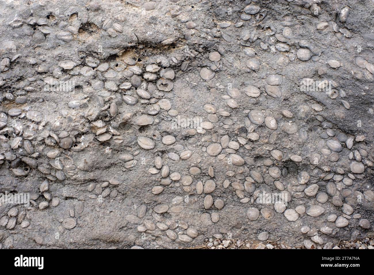 Nummulitic limestone (fossils). This photo was taken in Rupit