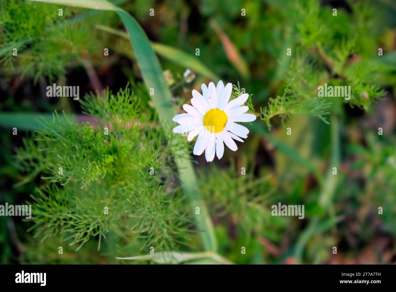 A white daisy flower with a yellow center, surrounded by green foliage. Stock Photo