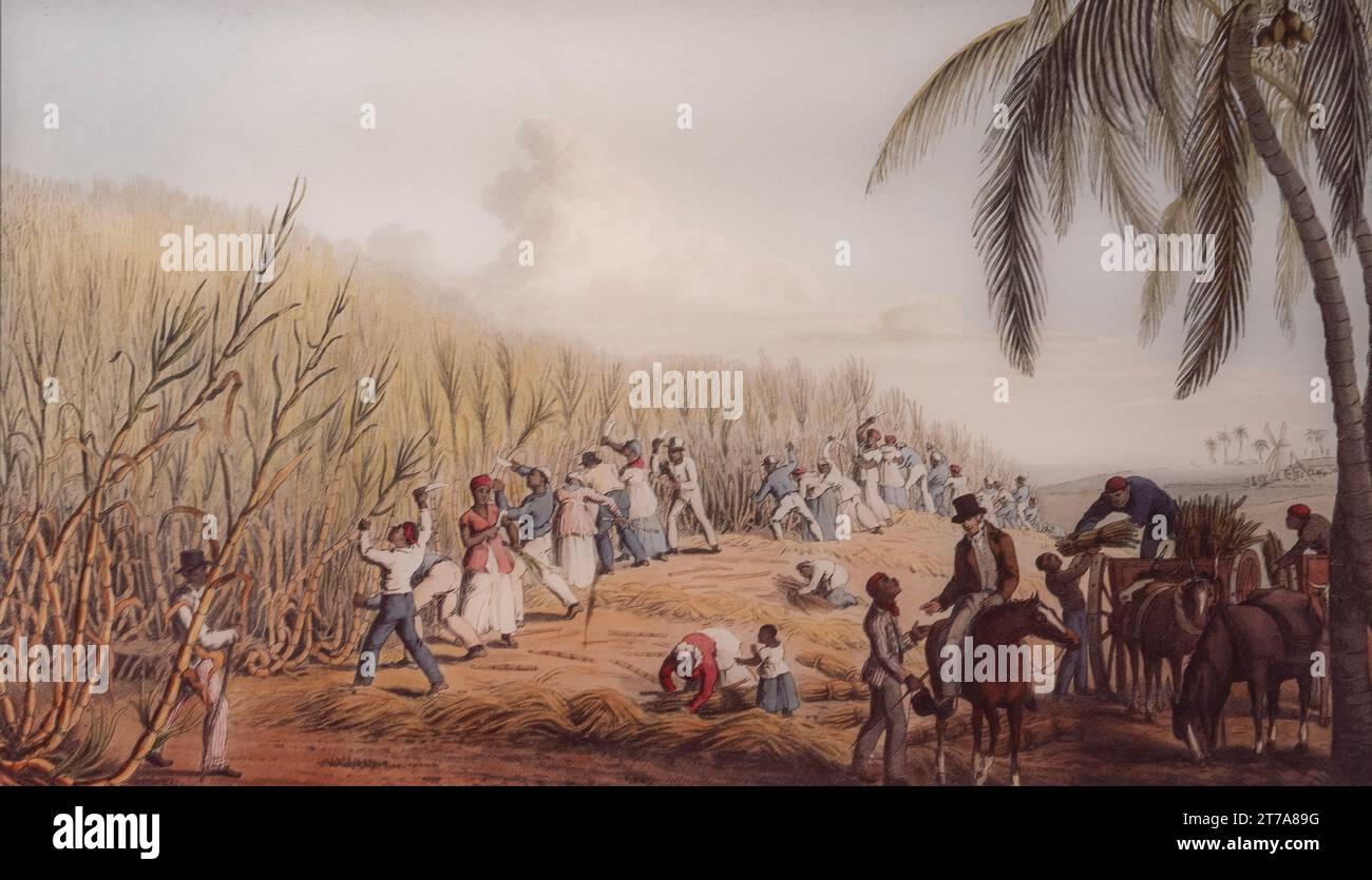 Slave labor harvesting on a sugar cane plantation in Antigua 1823 Stock Photo