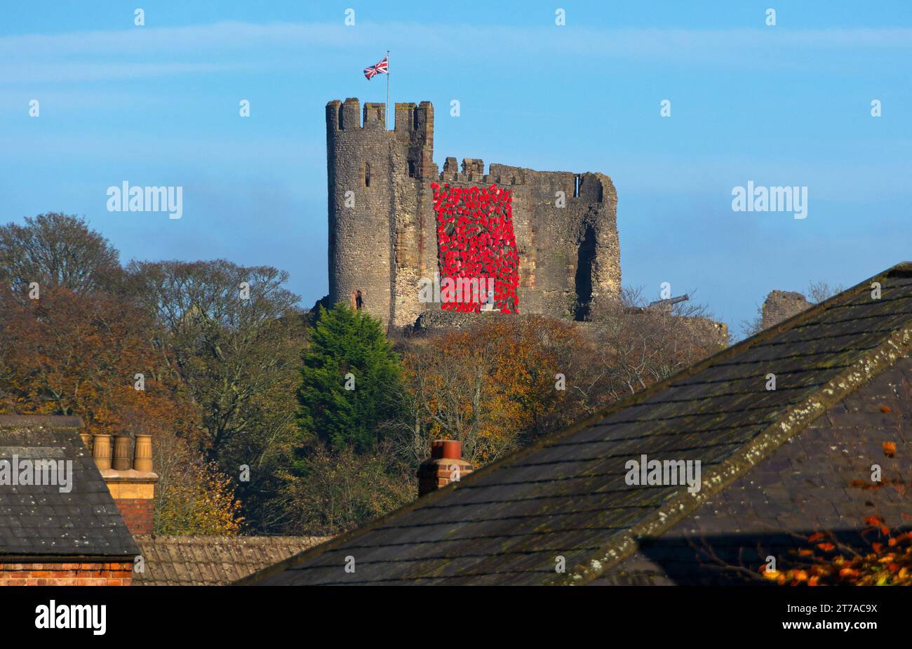 Red poppies cascade down Dudley Castle in special Remembrance Day display. Dudley, West Midlands, England, UK Stock Photo