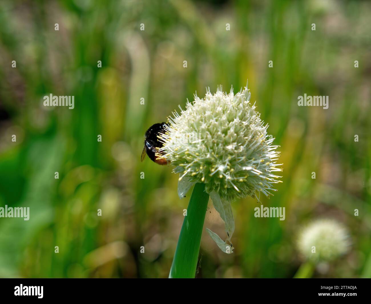 Planting onion seedling garden hi-res stock photography and images - Alamy