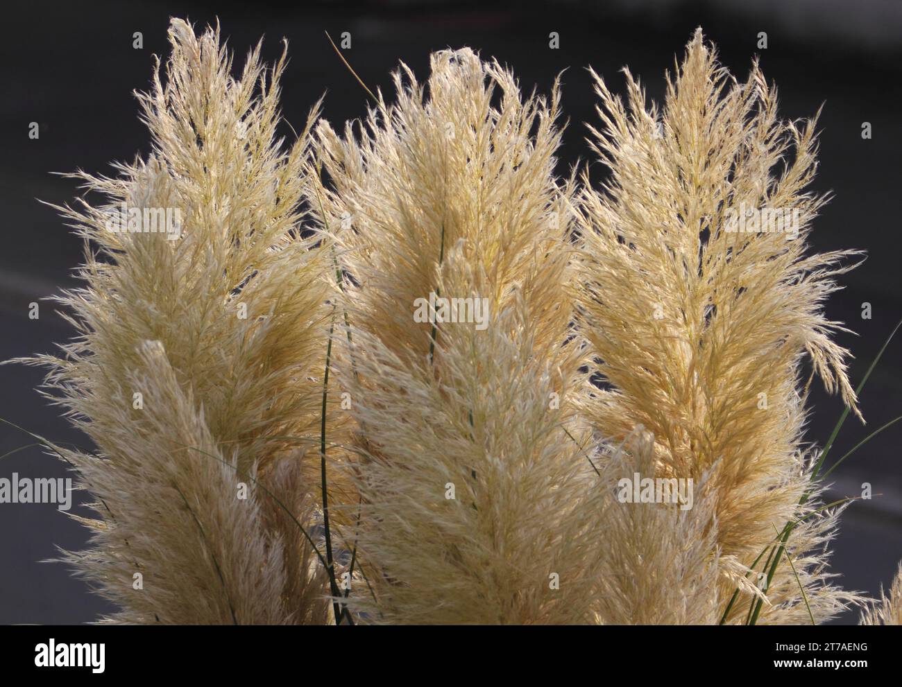 Cortaderia selloana, commonly known as pampas grass, is a flowering plant native to southern South America, including the Pampas region after which it Stock Photo