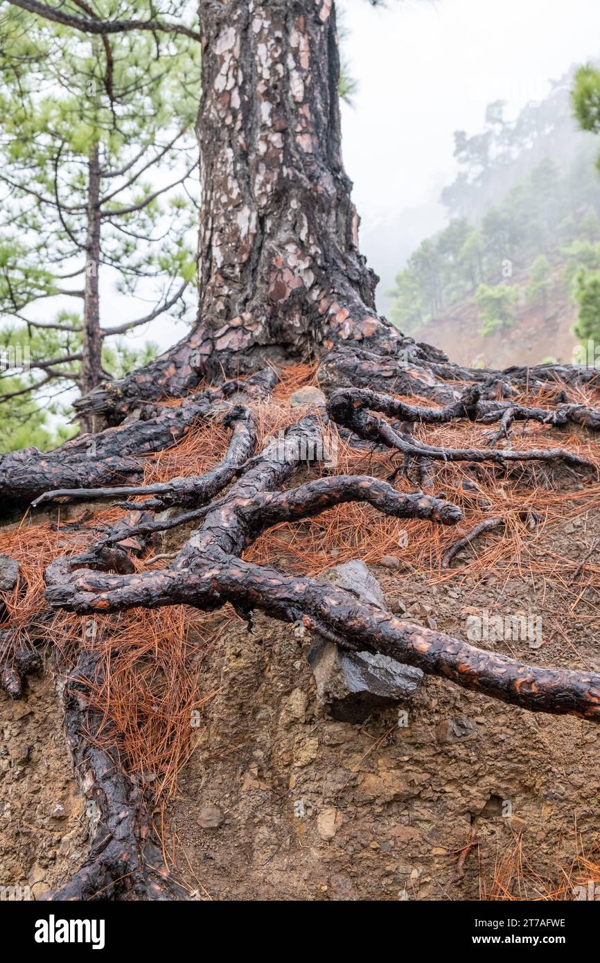 exposed root of a pine Stock Photo - Alamy