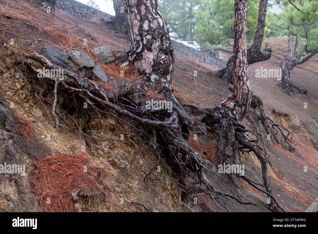 exposed root of a pine Stock Photo Alamy