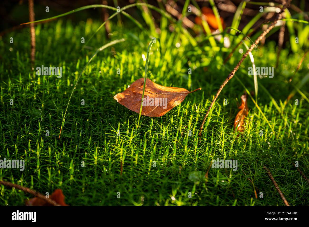 Dried autumn color leaf on green moss and grass in forest in nice illumination. Closeup. Stock Photo