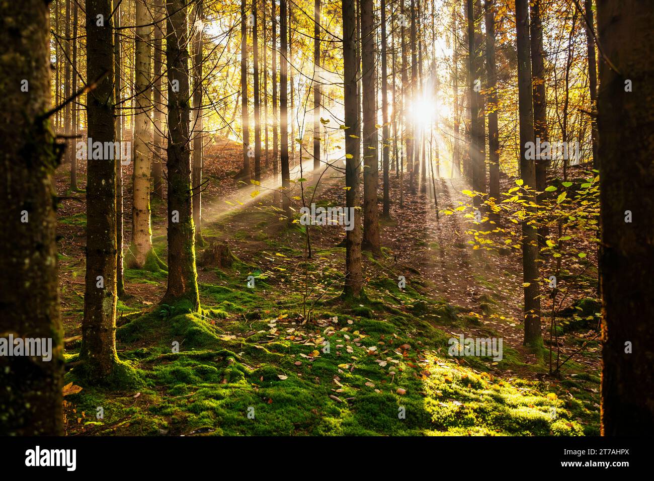Sun's rays shine through the dark forest in autumn morning. Stock Photo