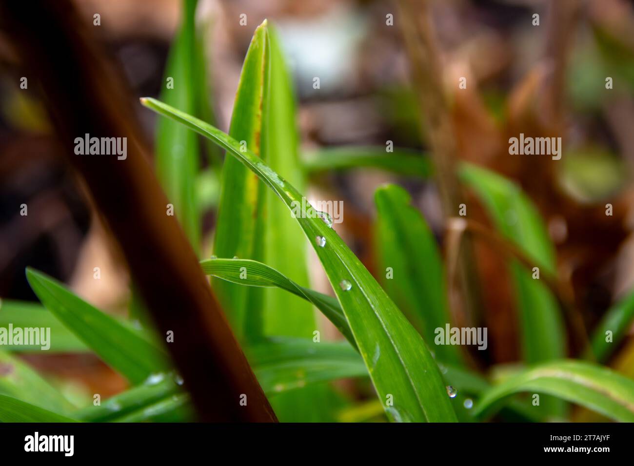 Green plants with water and rain droplets Stock Photo - Alamy