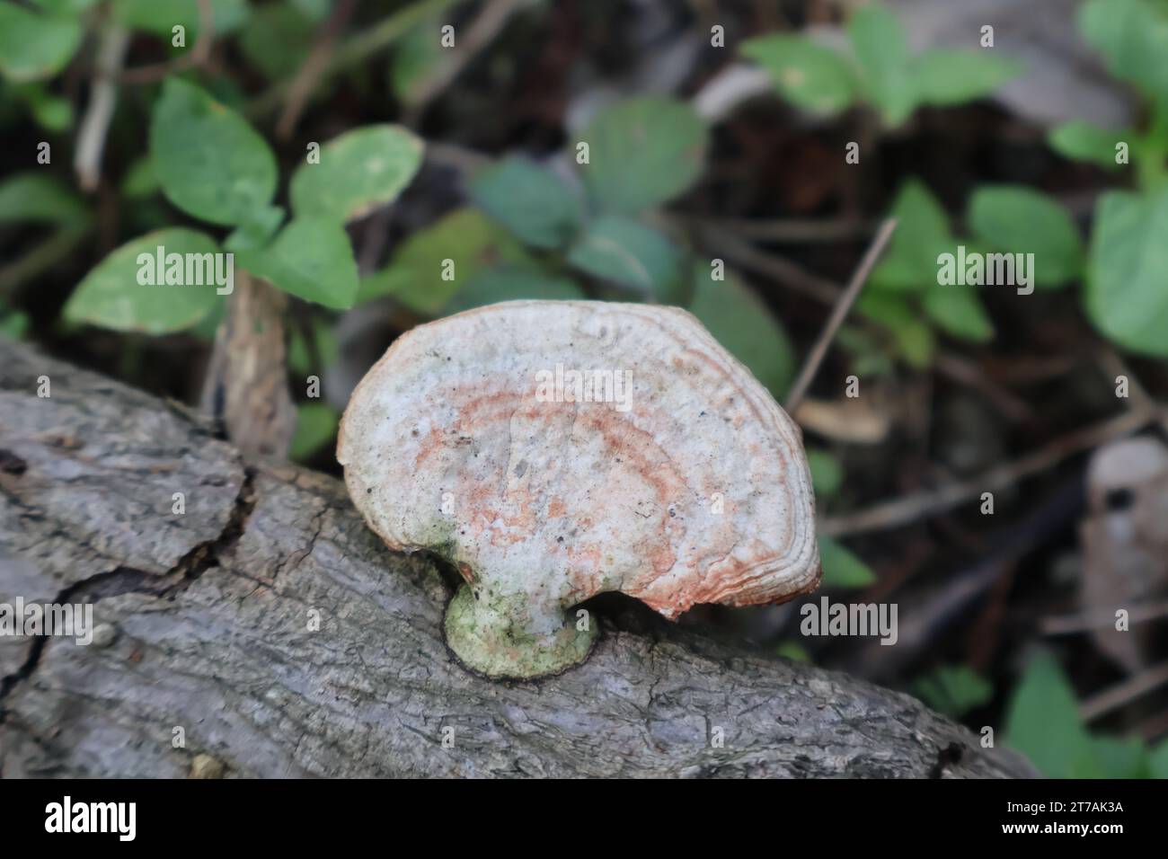 pattern at fence which is made from iron Stock Photo