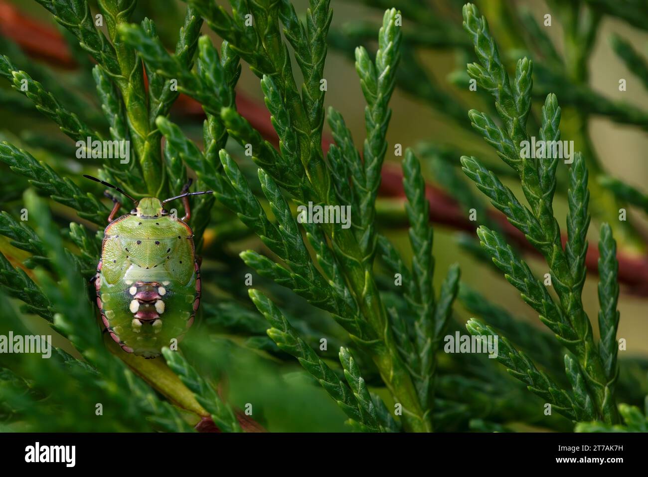 green bedbug with bunting on its back perched on a spruce leaf with green background. macrophotography of fauna. Copy Space. Stock Photo