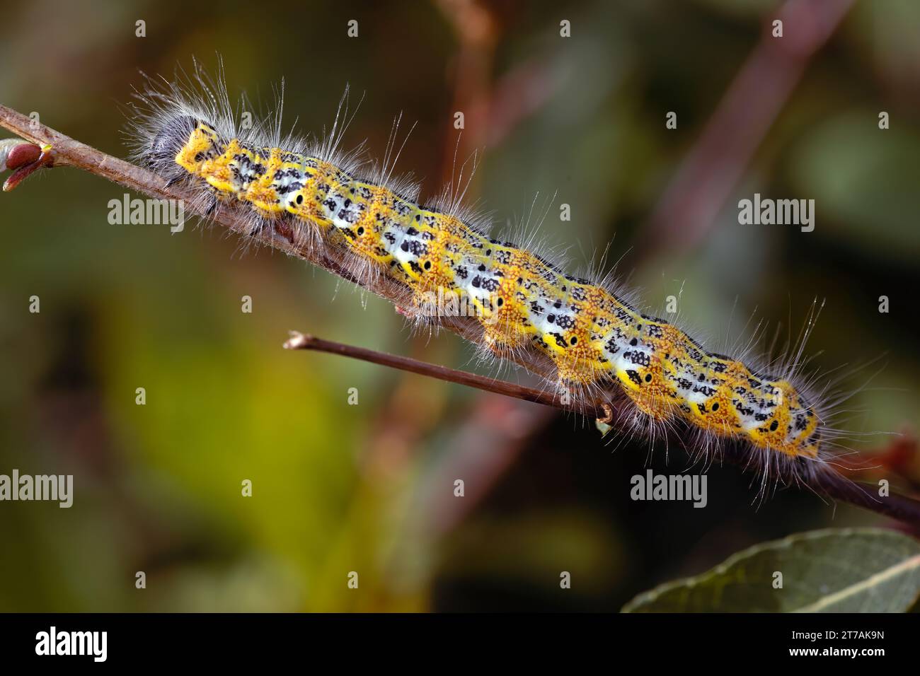 yellow and black hairy caterpillar crawling on a branch, on a sunny day. horizontal and copy space Stock Photo