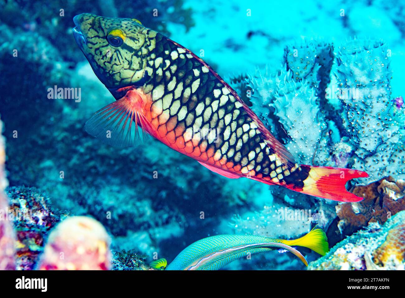 Stoplight Parrotfish on reef in Bonaire Stock Photo Alamy
