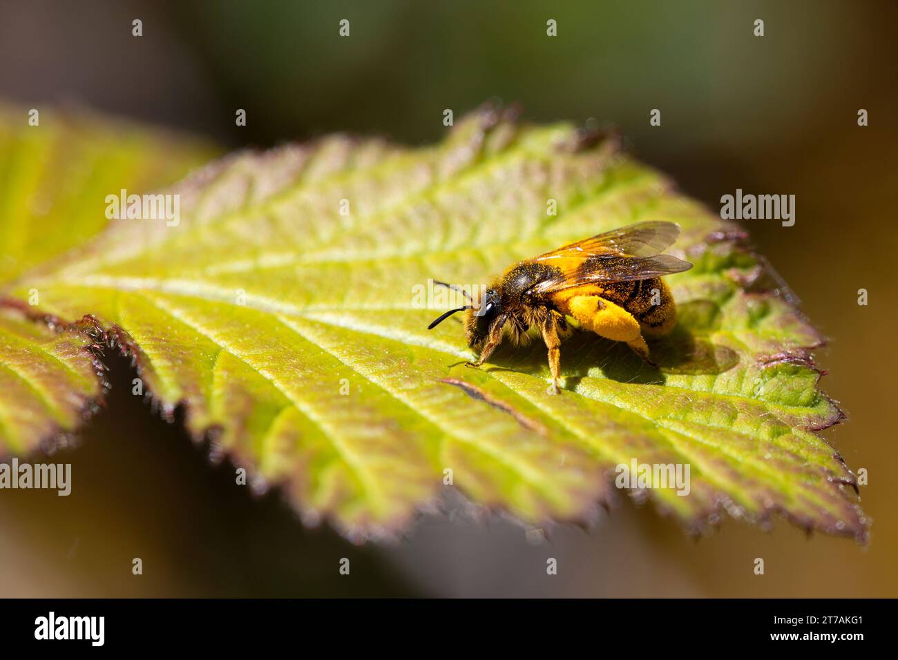bee perched on the leaf of a bush smeared with pollen. horizontal macro nature photograph of pollinating animals. Copy Space. Stock Photo