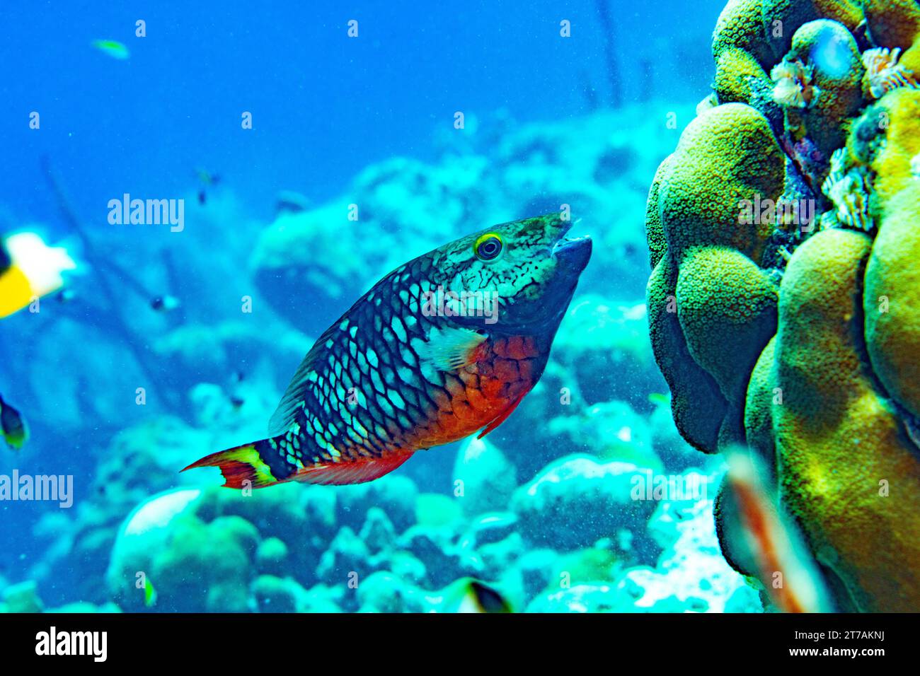 Stoplight Parrotfish on reef in Bonaire Stock Photo