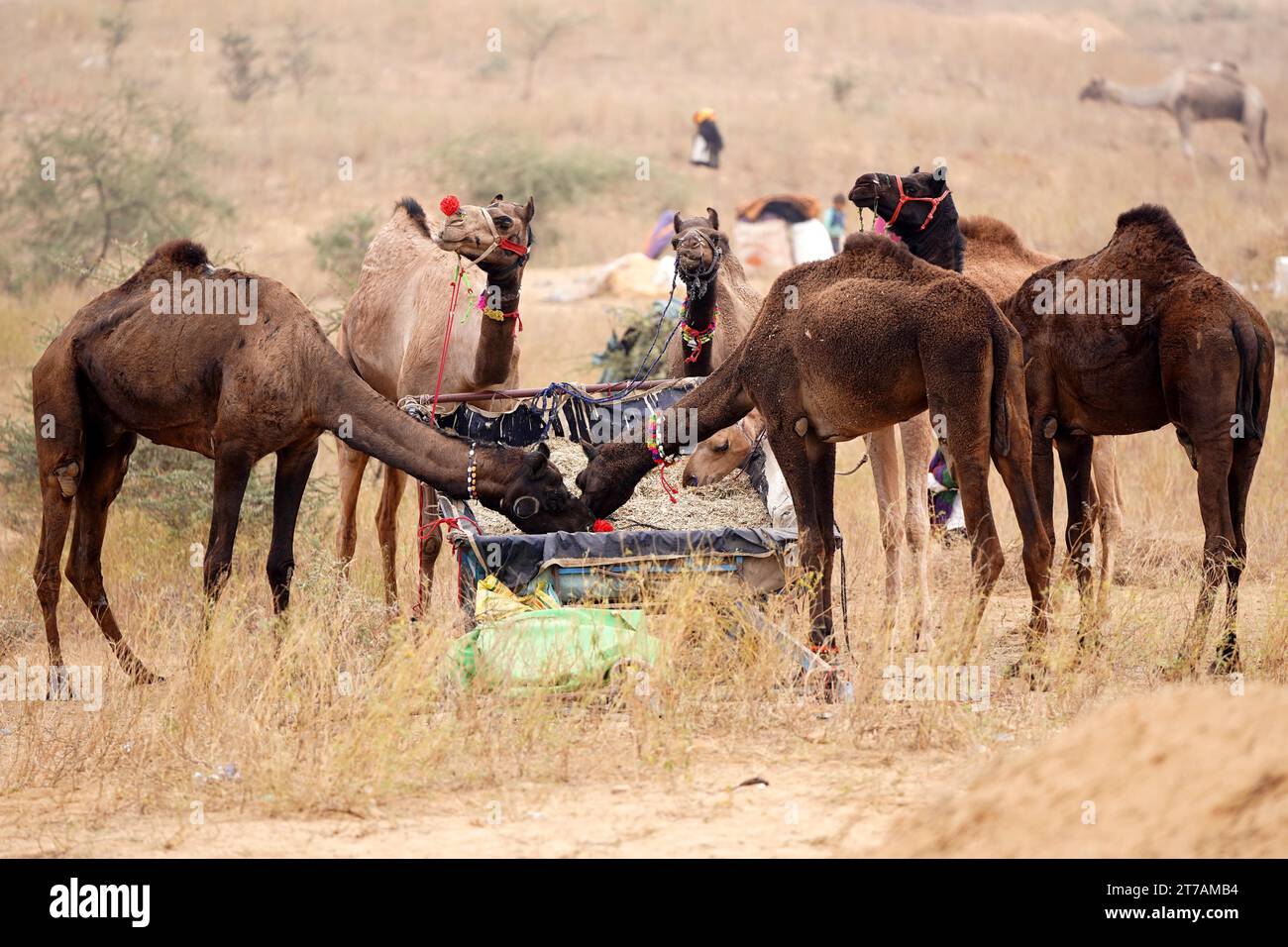 Pushkar, India. 14th Nov, 2023. Indian Camel Herders Arrived At The ...