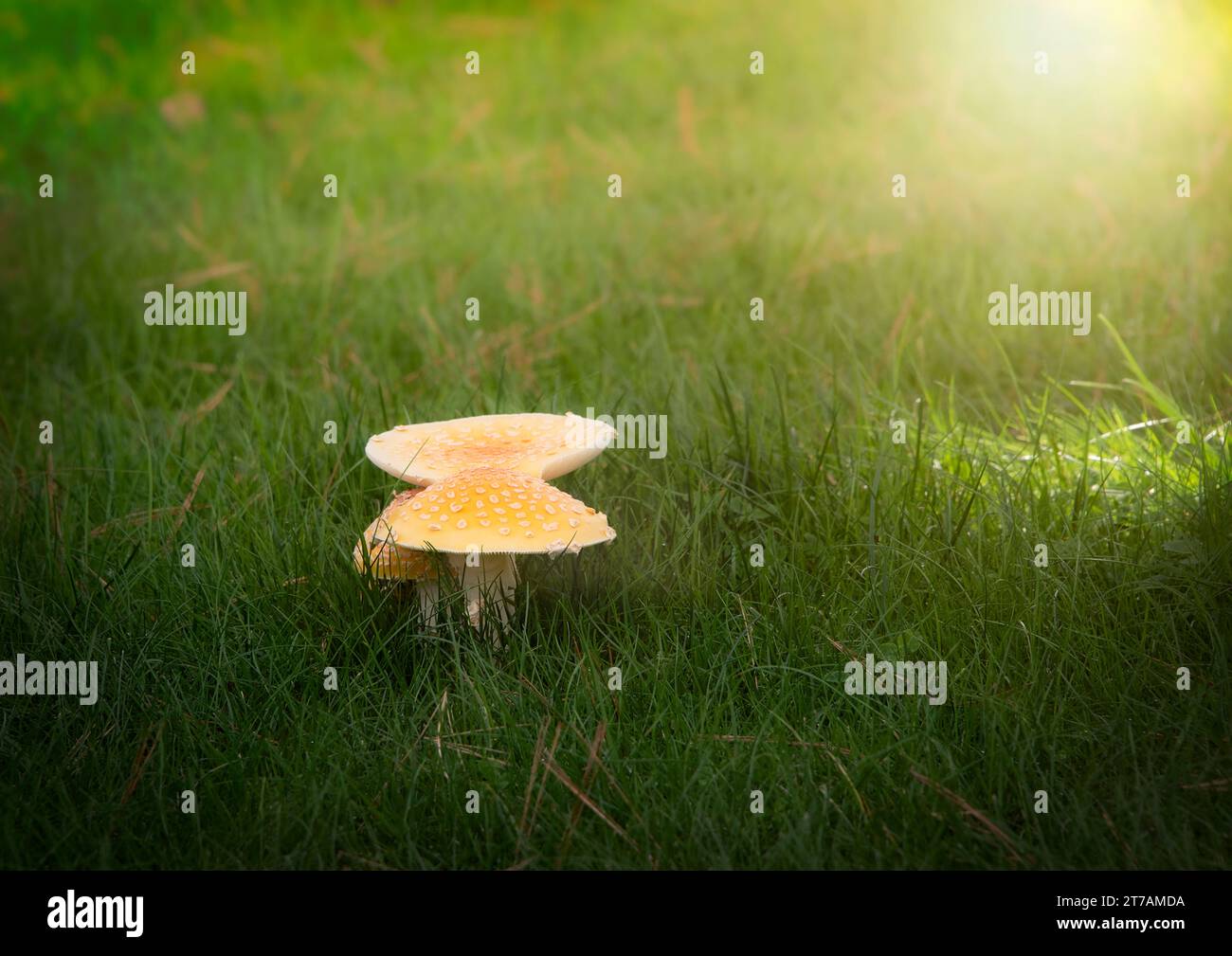 Wild mushrooms growing in thick grass with sun glow in the background. Stock Photo