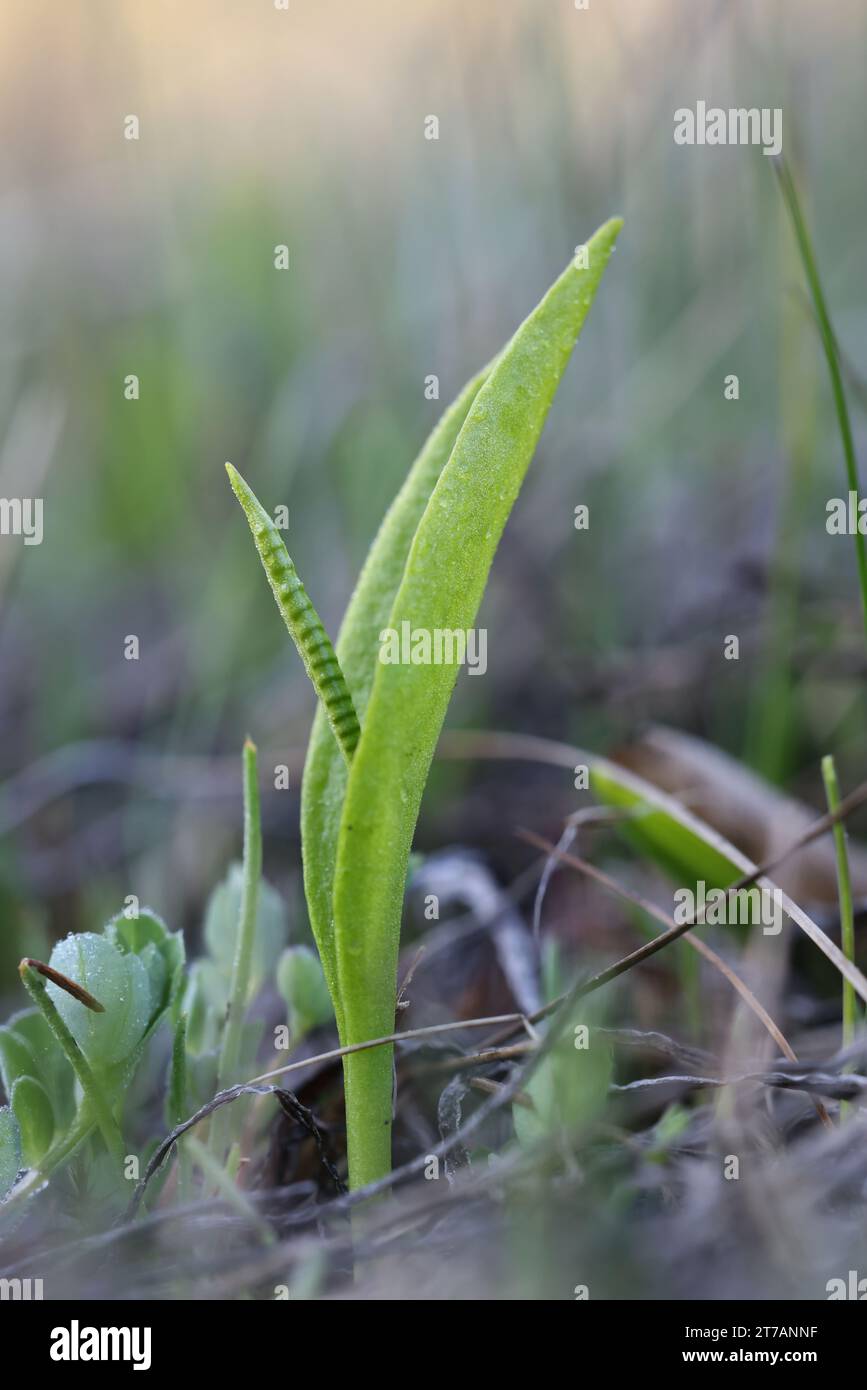 Ophioglossum vulgatum, commonly known as adder's-tongue, southern adders-tongue or adderstongue fern, wild plant from Finland Stock Photo