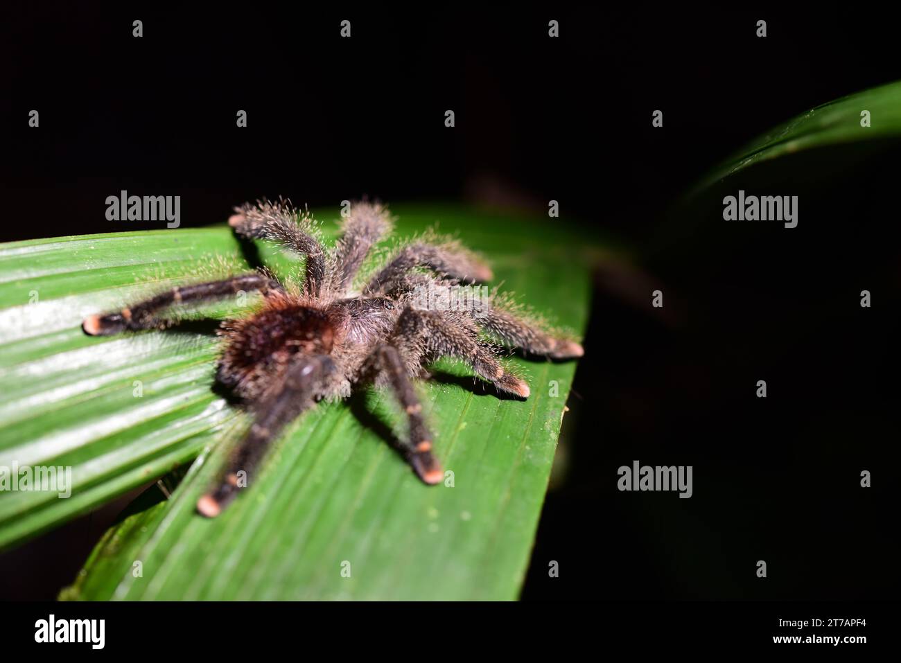 Amazon rainforest tarantula hi-res stock photography and images - Alamy