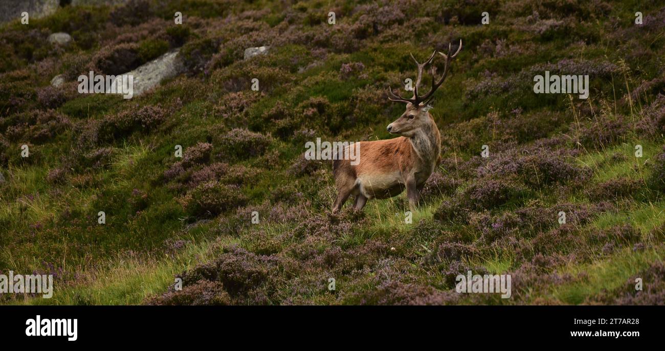 Stag in the heather, Scotland Stock Photo