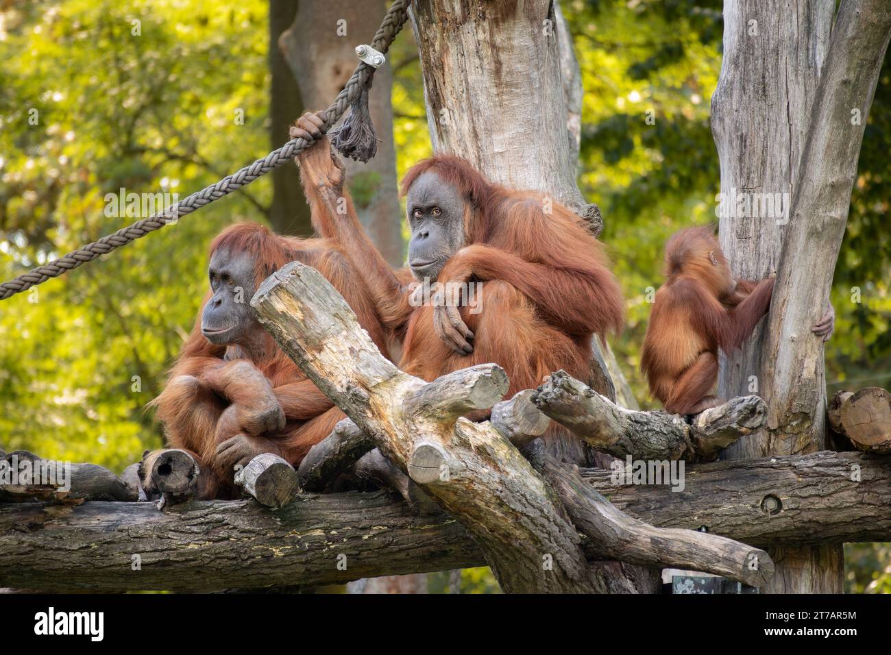 Sumatran Orangutan in Zoological Garden in Leipzig. Pongo Abelii is a Critically Endangered Primate. Wild Animals in Zoo. Stock Photo