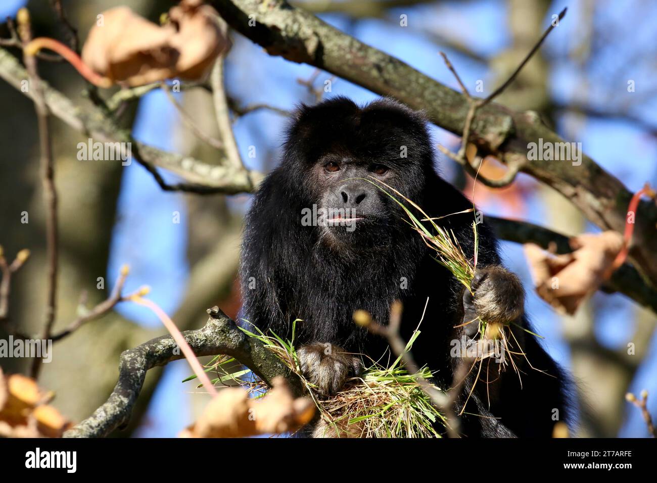 Black Howler Monkey Stock Photo