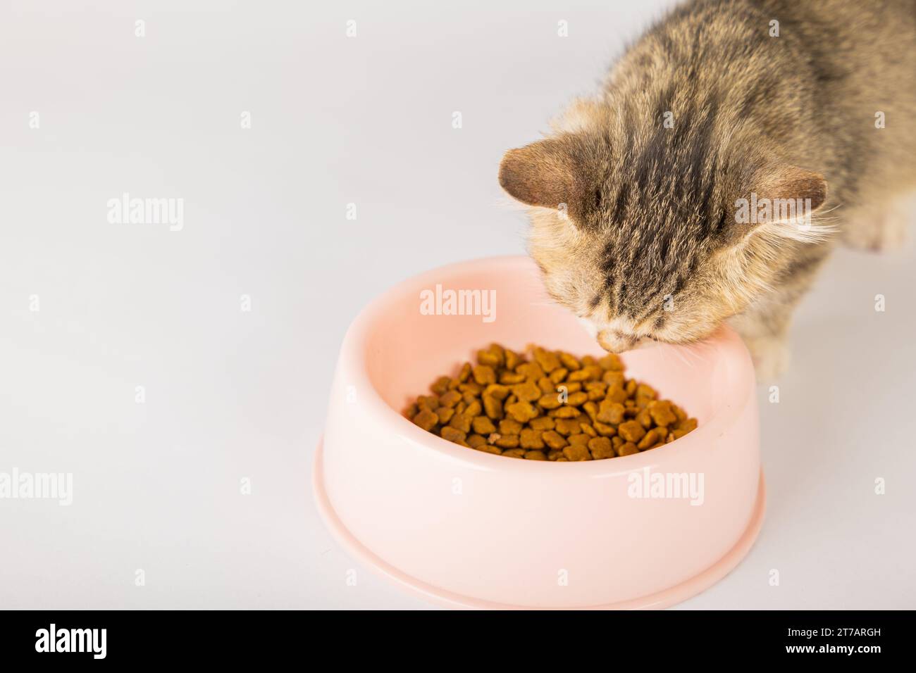 An isolated adorable tabby cat sits next to a food bowl on the floor eating a delicious meal. The Stock Photo