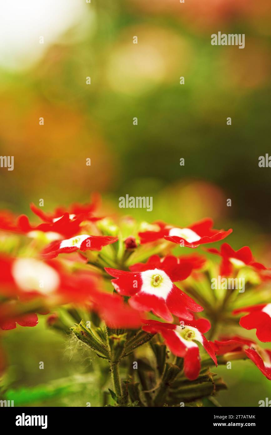 Red verbena close up hi-res stock photography and images - Alamy