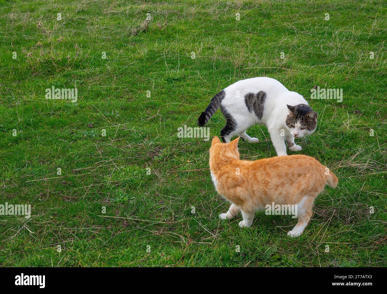 Two tabby and white cats Stock Photo Alamy