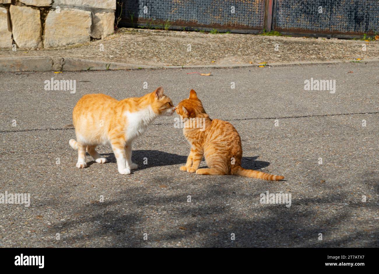 Cat and kitten in contact. Stock Photo