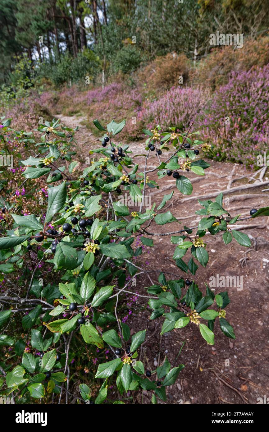 Alder buckthorn (Frangula alnus) small tree with ripening and ripe berry clusters on damp heathland, Devon, UK, September.  The charcoal from Alder bu Stock Photo