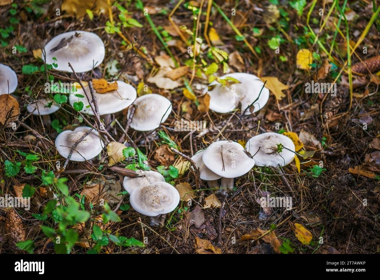Tricholoma portentosum grows in forest. Stock Photo