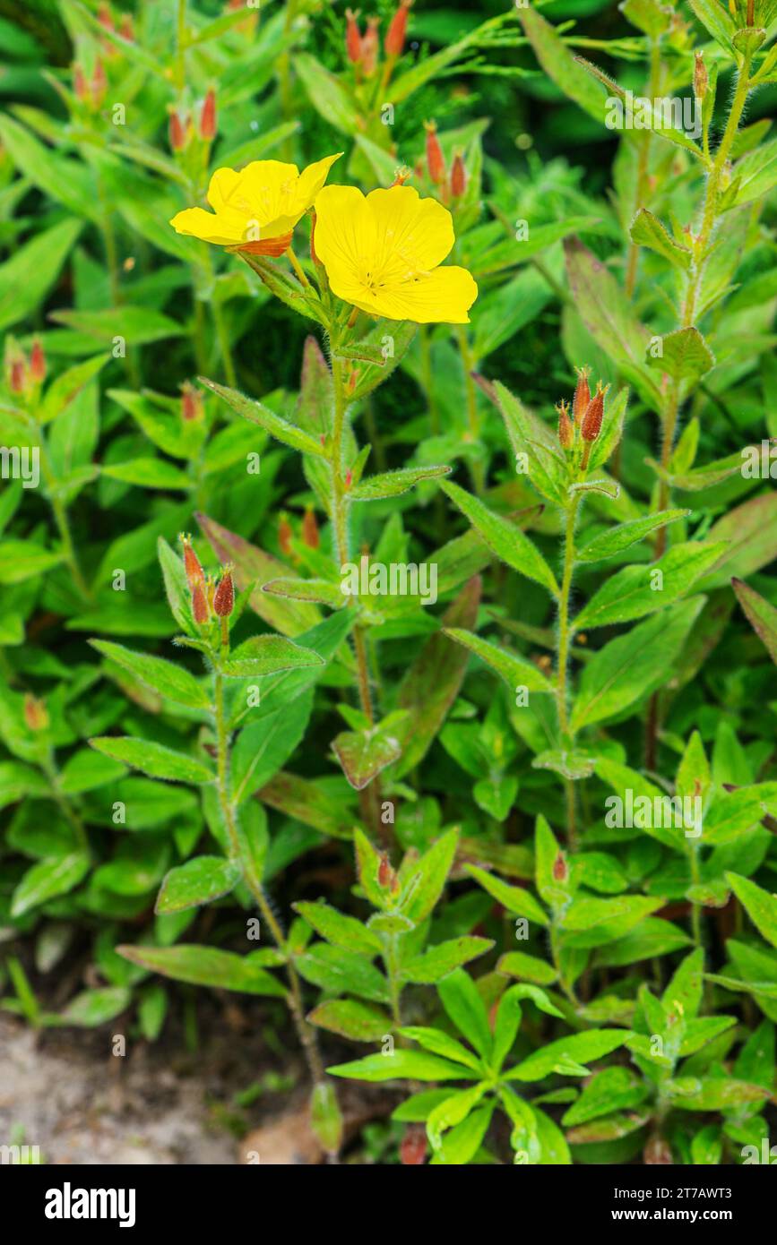 Oenothera macrocarpa (Missouri Evening Primrose, Ozark Sundrop) is a