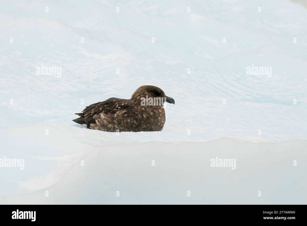 Brown skua (Stercorarius lonnbergi) resting on ice, Paradise Bay, Antarctica. Stock Photo