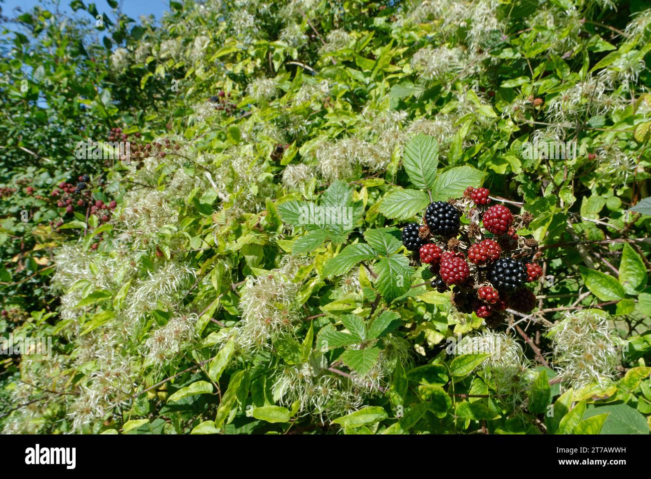 Blackberries (Rubus fruticosus) ripening in a hedgerow alongside Old man’s beard (Clematis vitalba) seed heads, Wiltshire, UK, September. Stock Photo