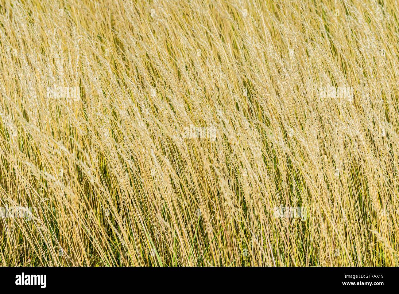 Spelt (Triticum spelta), also known as dinkel wheat, or hulled wheat Stock Photo