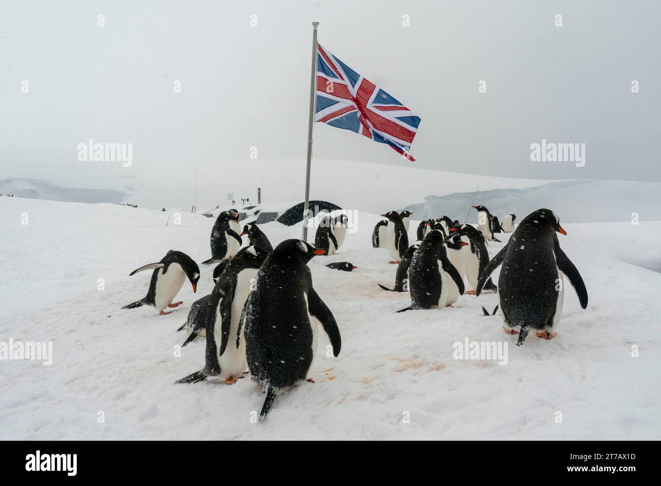 Gentoo penguins (Pygoscelis papua), Port Lockroy British Antarctic Base, Wiencke Island, Antarctica. Stock Photo