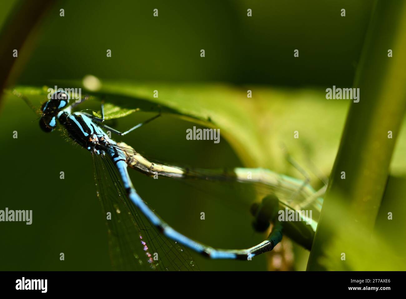 Azure damselfly on a leaf Stock Photo - Alamy
