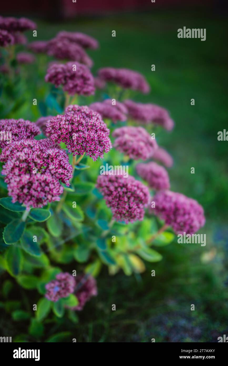 Sedum Hylotelephium is a large genus of flowering plants in the family Crassulaceae, members of which are commonly known as stonecrops. Stock Photo