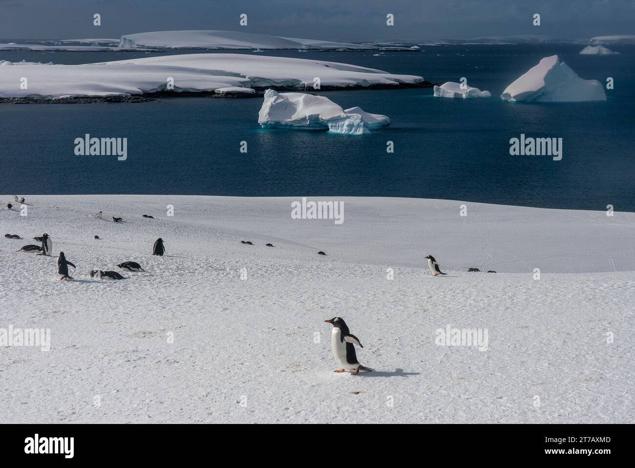 Gentoo penguins (Pygoscelis papua), Petermann Island, Antarctica. Stock Photo